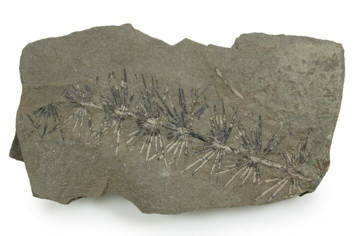 Fossil Pennsylvanian Horsetail (Asterophyllites) Plate - France #351133